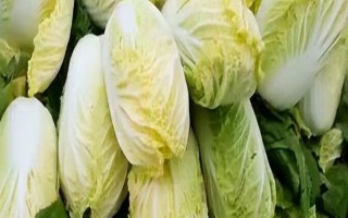 娃娃菜有什么特点，菜帮甜嫩、口感较好