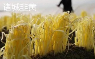 韭黄品种介绍,产地较多各具特色