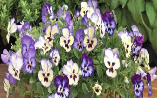 三色堇的耐寒温度，可耐寒零下5度低温