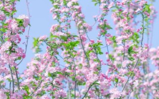 海棠花何时开放，不同品种的花期有区别