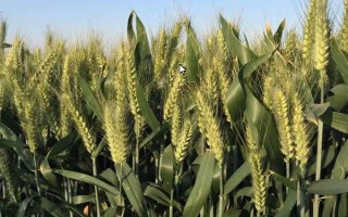 轮选146小麦种子特点，属半冬性品种