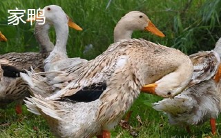 野鸭和家鸭的区别，飞行能力和外观均不同