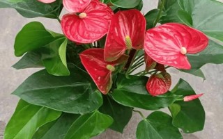 红掌被冻伤了如何处理，要把室温保持在10℃以上