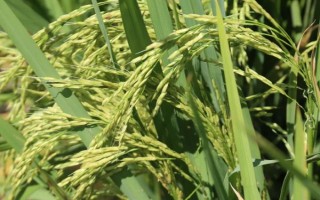 B两优028水稻种子特点,秧田亩播种量5千克