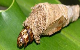 蓑蛾是什么，为鳞翅目蓑蛾科昆虫