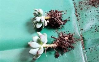 蓝苹果多肉怎么养殖，生长期间每隔10-15天浇一次水