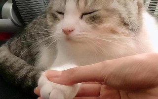 猫不亲近人怎么解决，首先要轻柔温婉地对待猫咪