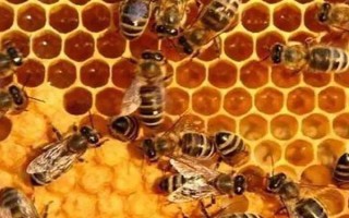 蜜蜂如何养殖，了解蜜蜂的生活习性是前提