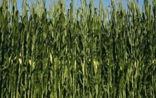 金种源66玉米种子介绍，中抗腐霉茎腐病