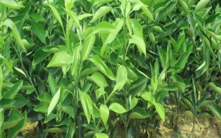 什么品种的橙树苗好，常见的有塔罗科血橙、纽荷尔脐橙等