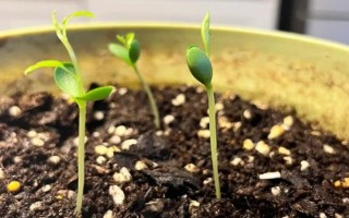 苹果种子如何催芽，到10月下旬浸泡种子