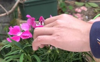 怎么修剪石竹花，刚种下就要立刻进行修剪