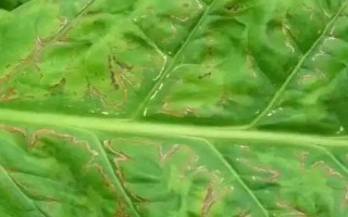 烟草花叶病的危害症状，叶脉两侧叶肉组织会渐呈淡绿色