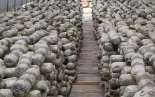 金针菇的种植方法，菌袋适合放置在20-25℃培育室内