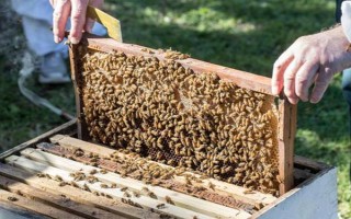 蜜蜂如何养殖，了解蜜蜂的生活习性是前提