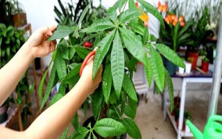 春天发财树怎么修剪，春季将生长过长的枝叶截短