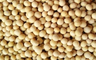 新疆阿勒泰地区的特产，喀纳斯蜜瓜被誉为“阿山一绝”