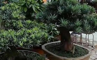 怎么养殖罗汉松，生长期每隔1-2个月追施一次肥料