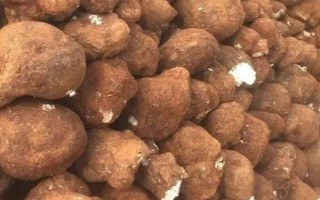 松茯苓怎么种植,采割菌丝后再嫁接至松木的枝干上