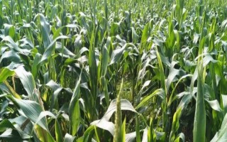 金玉1号玉米种子特征特性，全生育期147天