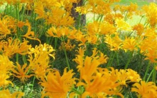 忽地笑种植技术，在园林中可做林下地被花卉