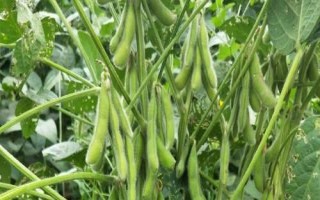 于氏5号大豆品种简介,适时播种期3月下旬至5月上旬