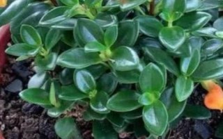 金鱼吊兰的换盆方法，换盆的前三天要暂停浇水