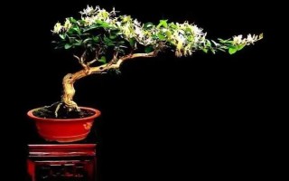 金银花盆景怎样制作,选好树材以后需进行修剪