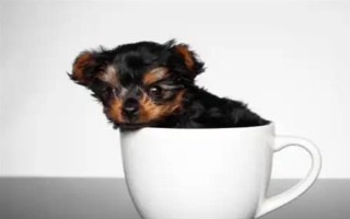 茶杯犬的由来，是基因突变产生的