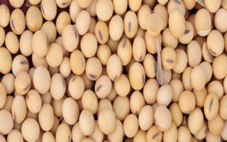 开科源2号大豆种子特征特性,播种时施有机底肥