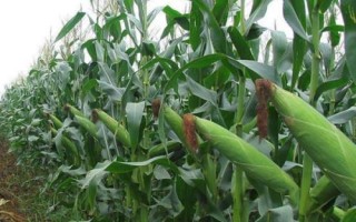 DF910玉米种子特点,中抗大斑病