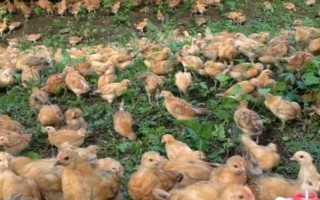 有哪些散养鸡品种,常见的有芦花鸡、三黄鸡等