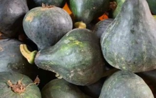 南瓜收获后如何保存，可分层贮藏于木架上