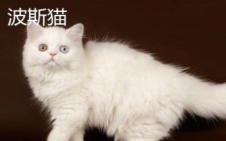 梁老财是什么猫，是一只加菲猫