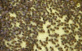 白天能不能合并蜂群，可以但不建议白天合并