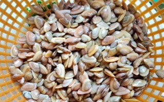 海瓜子怎么养殖，排干水塘再将种苗均匀撒在塘面上