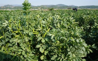 蚕豆什么时候种植，不同的地区种植时间不同