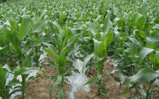 豫单903玉米种子介绍，5月下旬至6月中旬播种