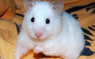 如何判断仓鼠是否怀孕，腹部会有明显的隆起