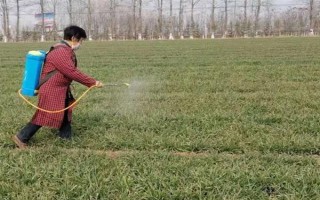 冬小麦常用哪些除草剂，分为防治阔叶草、禾本科草等类型