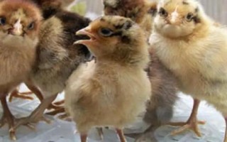 小鸡可以单独养一只吗，可以但是尽量养2只以上最好