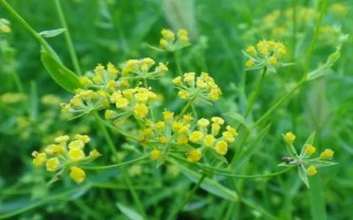 柴胡需要施什么肥，建议施用多元素复合肥料和氮磷肥料