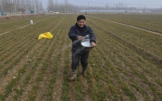 小麦叶尖发黄的原因，氮肥施用过多或除草剂药害均会导致