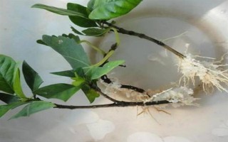 栀子花秋季怎么分株,洗净根部泥土后再从母株上剪下分蘗苗