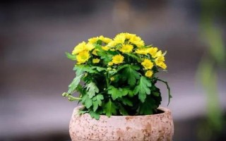 菊花脱叶黄叶怎么办,要做好浇水、喷施叶面肥等工作