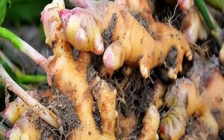 生姜的病虫害防治方法，可增施钾肥防治