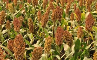 粮食种子储存要求,中国主要进口小麦、玉米、大豆、大米等