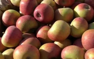 国光苹果的含糖量高不高，每100g鲜苹果肉中含糖量有14.6%