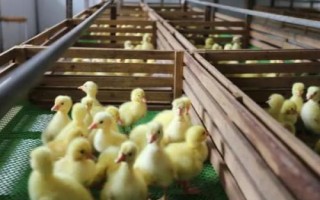 怎么养小鹅才能避免死亡,需保持稳定的舍温、做好消毒杀菌工作