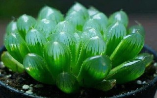 怎么养冰灯玉露,通常看盆土偏干后再浇水